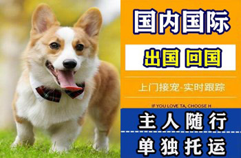 辽源市宠物托运公司辽源市宠物托运公司辽源市宠物托运公司