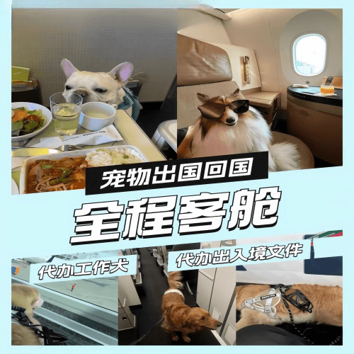 辽源市宠物托运到白俄罗斯宠物入境规定和要求